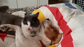 Cute dog and cat fight