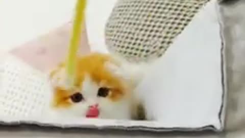 funny cats