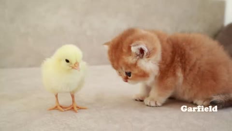 Kittens walk with a tiny chicken(1)