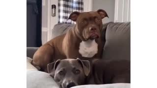 Owner Tells Her Dogs A Story Using Their Favorite Words