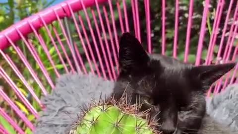 Crazy Cat Licks And Cuddles With Cactus