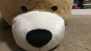 Bear attacking camera