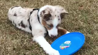 Aussie Puppy's learns to catch a flying disc