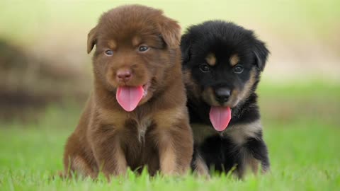 Cute Twins Puppy baby dog in the green park