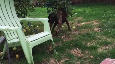 Boxer Dog Picking Apples
