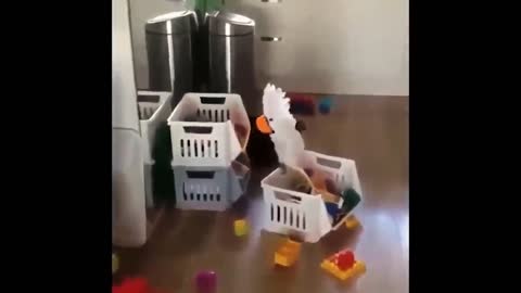 funny and fun parrot