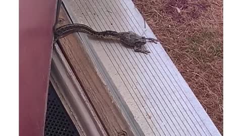 Snake Eating Frog At Front Door