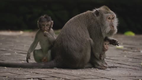 Monkey with young childrens
