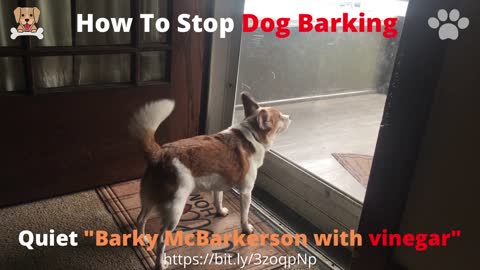 How To Stop Dog Barking 🐶 Quiet "Barky McBarkerson with vinegar"