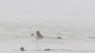 Seal Startles Surfer