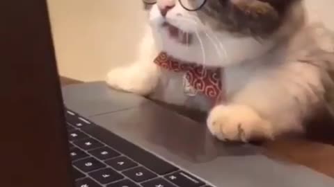 see cute and funny kittens