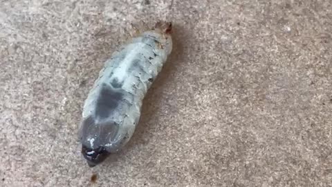 Green June bug grub