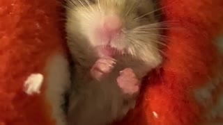 Baby Gerbil Dreams of Snacks