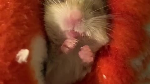 Baby Gerbil Dreams of Snacks