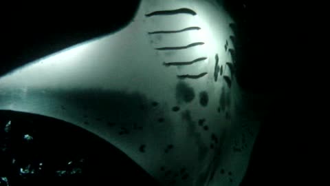 Night dive with Manta in Hawaii