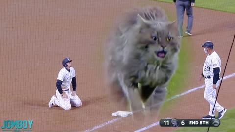 Cat on the field, how adorable !!