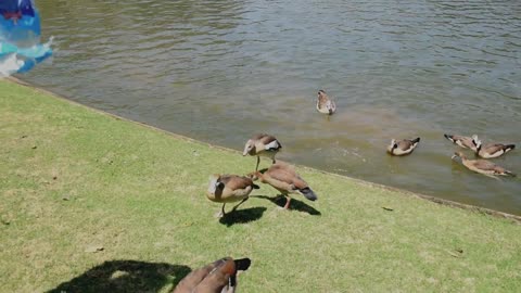 even ducks get bullied, the pond bullie