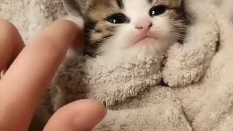 Cute Baby kitty