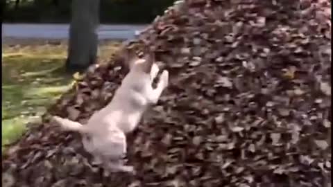 Super Funny Dog Videos #4 | Chihuahua TV