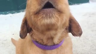 Adorable Puppy is Hangry