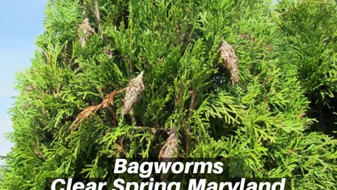 Bagworms Clear Spring Maryland Landscape Company