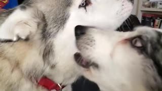 Border collie and husky howling