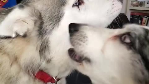 Border collie and husky howling
