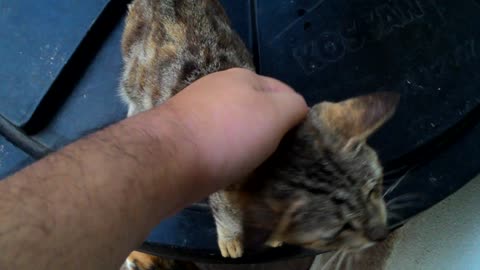 Cat likes petting so much that it feels so good.