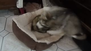 Husky puppy plays with ferret