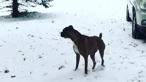Boxer literally yelps in excitement to play in snow