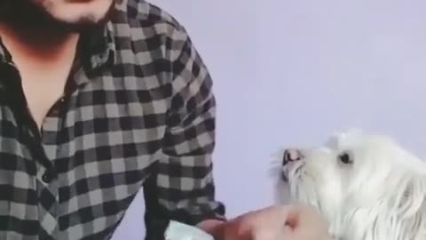 Dog helps count cash