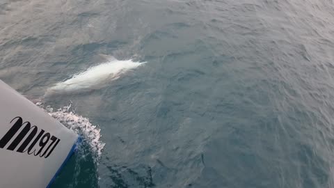 Dolphin Tour in Jeju Island