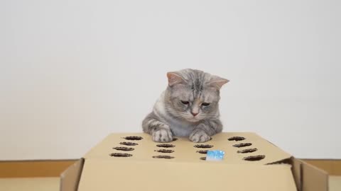 Funny Cat Whack-a-Mole Challenge