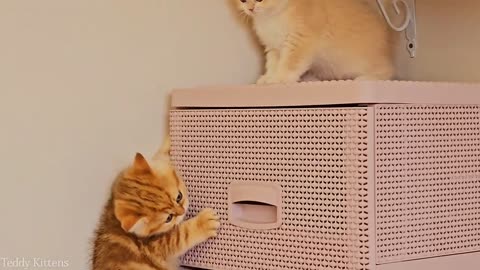 Marzipan and Vanilla will always find time to bite each other 😹 Funny British Shorthair kittens