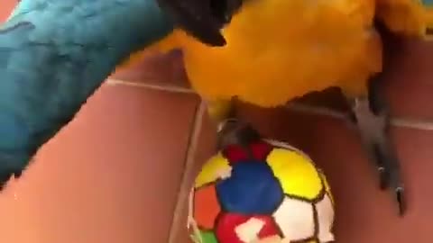 Parrot plying football