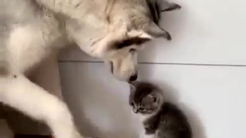 Cute Friendship between Dog and Cat