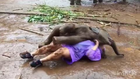 Woman Rolls About With Playful Baby Elephant in Thailand