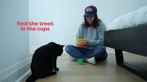 Teaching your cat to trick.
