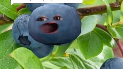 I'm a beatboxing blueberry