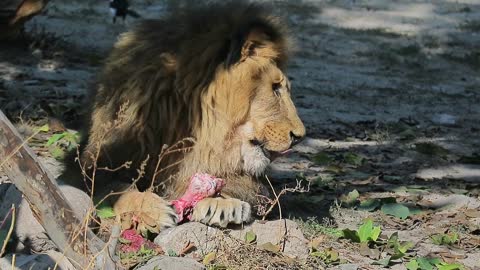 animal zoo#LIONS EATING MEAT😱😱😱😱😱😱