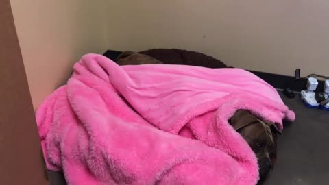 Lupine The Dog Tucks Herself Into Bed Every Night