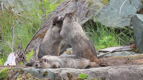 Triplets Marmots Fighting Over While Mother Watch