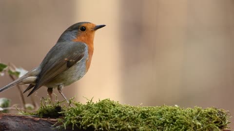 Robin | winged creature | Britannica