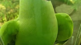 Cate parrot, Amazing parrot videos