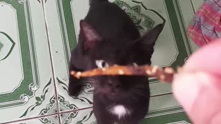 My Black Cat begging for food