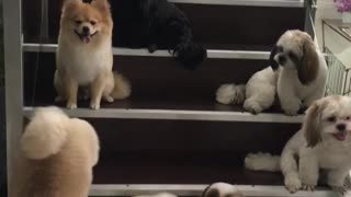 Well Trained Pups Wait for Their Treat
