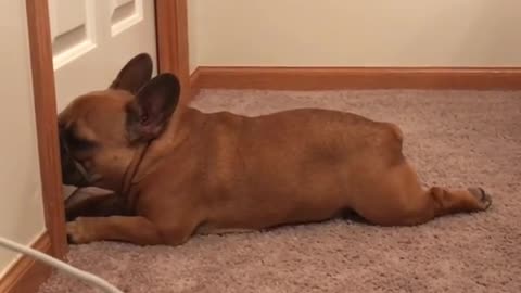 French Bulldog is literally obsessed with the vacuum
