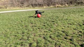 Dog gets a new ball for his birthday!