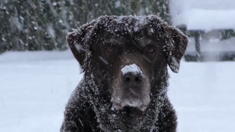 Nice Snow dog