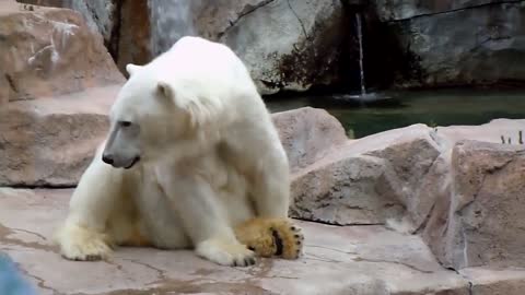 Polar bear scratching his paw